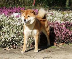 picture of dog