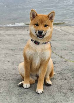 picture of dog