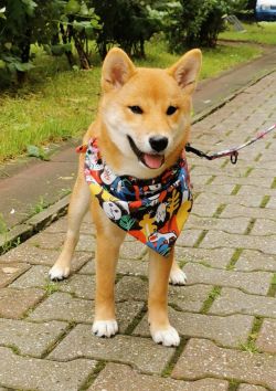 picture of dog