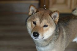 picture of dog