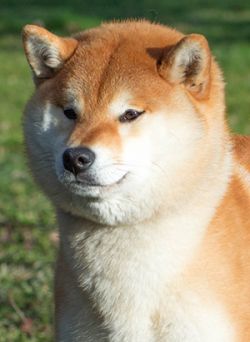 picture of dog