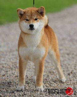 picture of dog