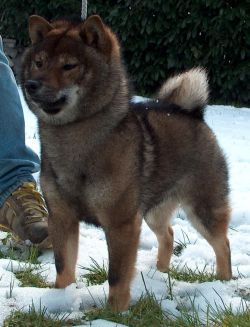picture of dog