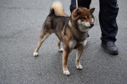 picture of dog