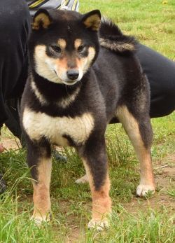 picture of dog