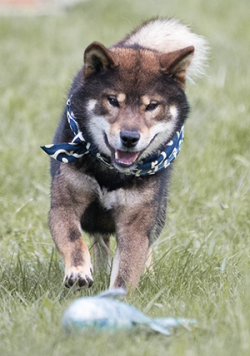 picture of dog