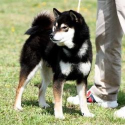 picture of dog
