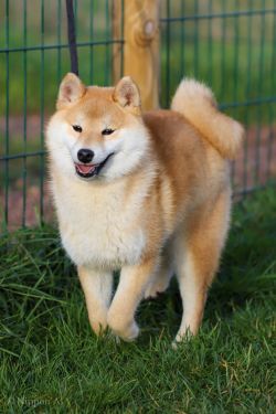 picture of dog