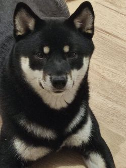 picture of dog