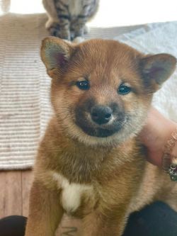 picture of dog