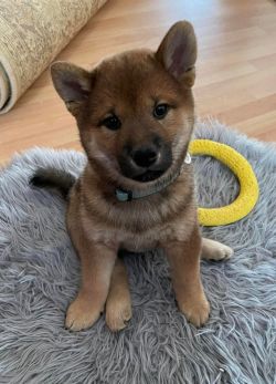 picture of dog