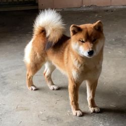 picture of dog