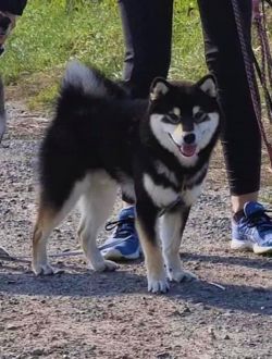 picture of dog