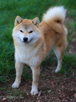 picture of dog