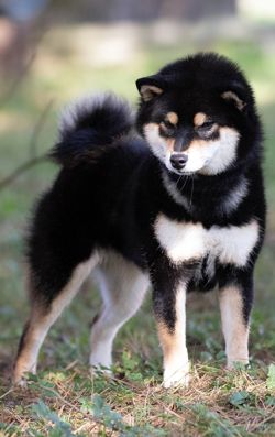 picture of dog