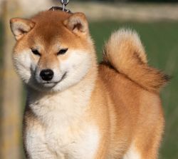 picture of dog