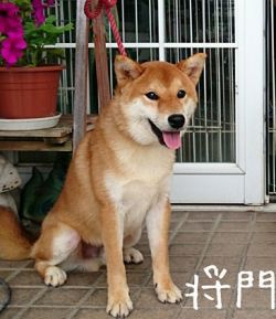picture of dog