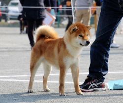 picture of dog