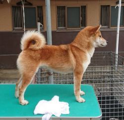 picture of dog