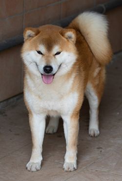 picture of dog