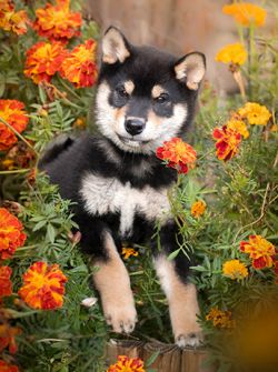 picture of dog