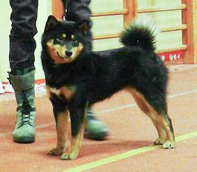picture of dog