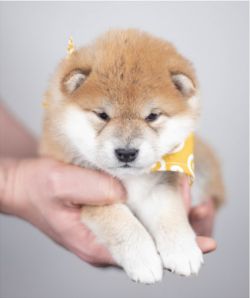 picture of dog