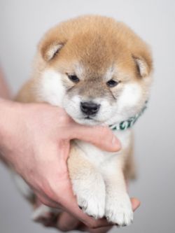 picture of dog