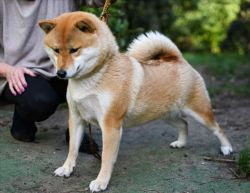 picture of dog