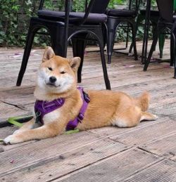 picture of dog