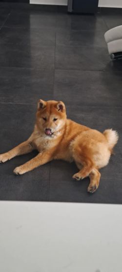 picture of dog