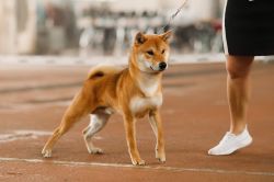 picture of dog