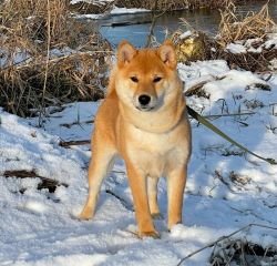 picture of dog
