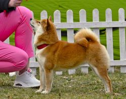 picture of dog