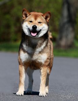 picture of dog