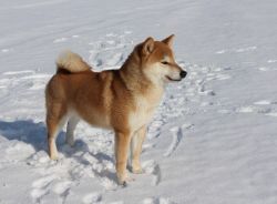 picture of dog