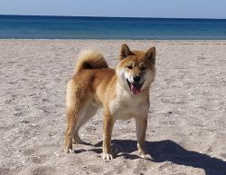 picture of dog