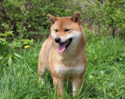 picture of dog