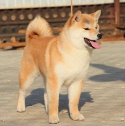 picture of dog