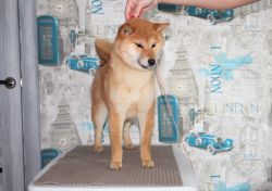 picture of dog