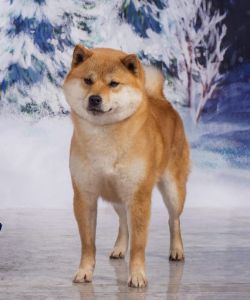 picture of dog