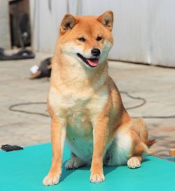 picture of dog