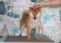 picture of dog