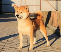 picture of dog