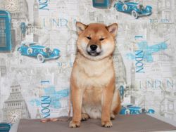 picture of dog