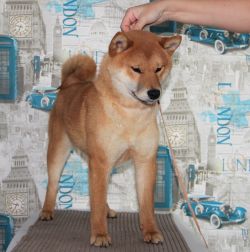 picture of dog