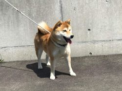 picture of dog