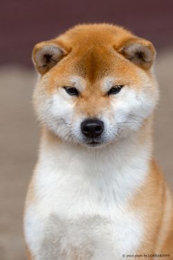 picture of dog