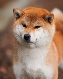 picture of dog