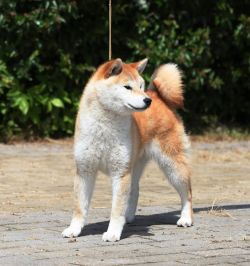 picture of dog